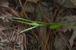 Thinfruit sedge